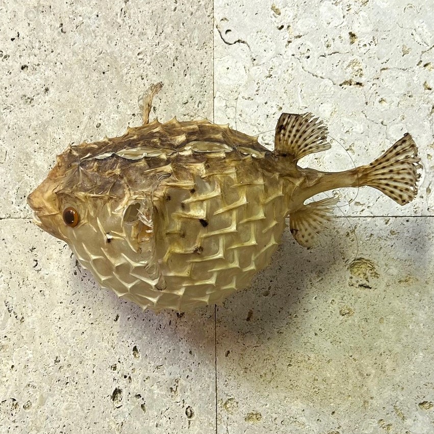 貝 サンゴ 夜光貝